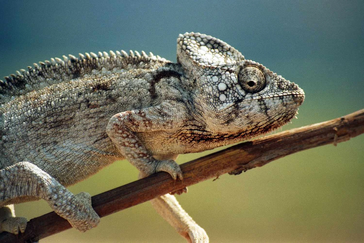 آفتاب‌پرست - Chamaeleonidae