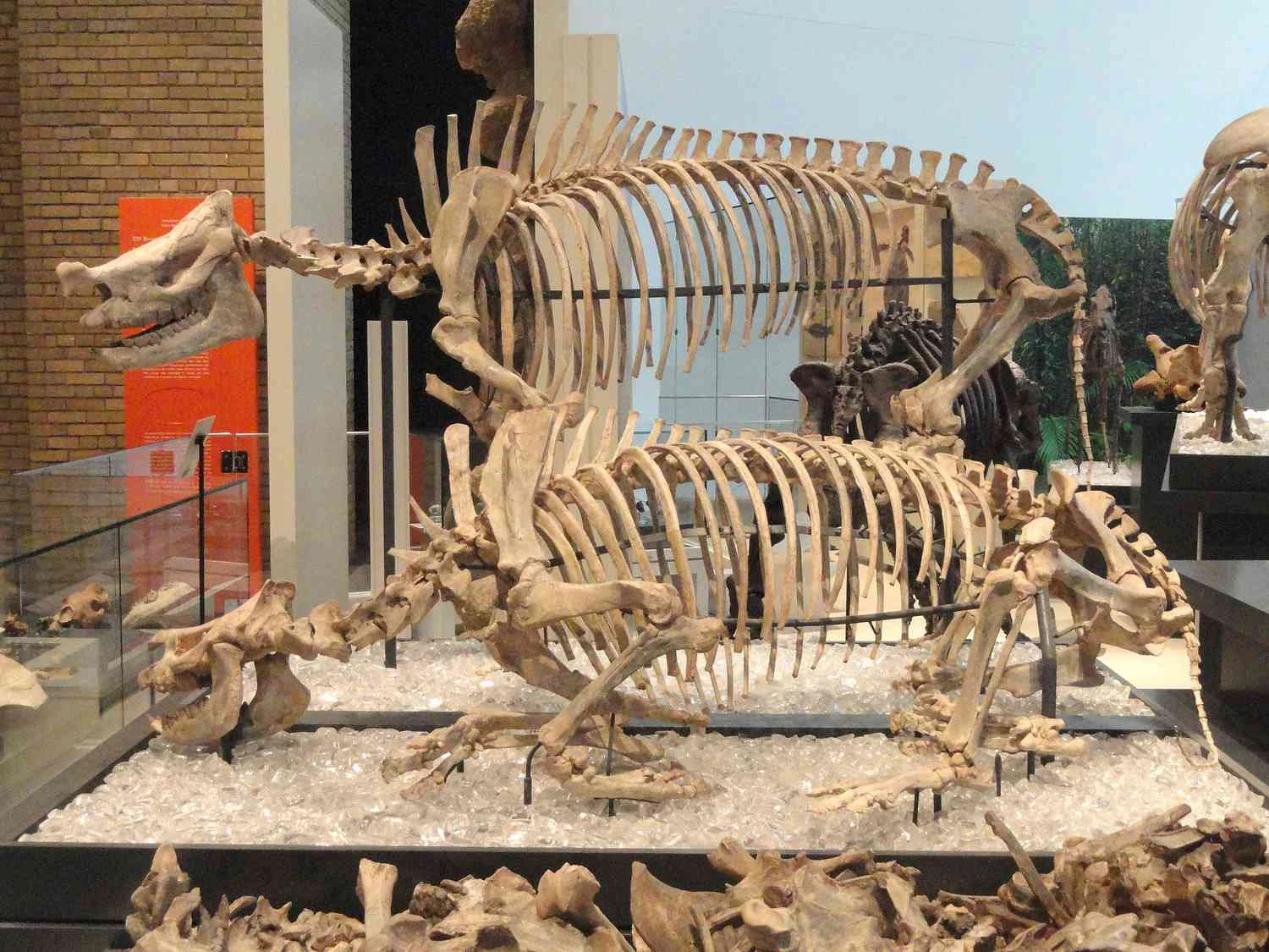 Menoceras exhibit in the Royal Ontario Museum