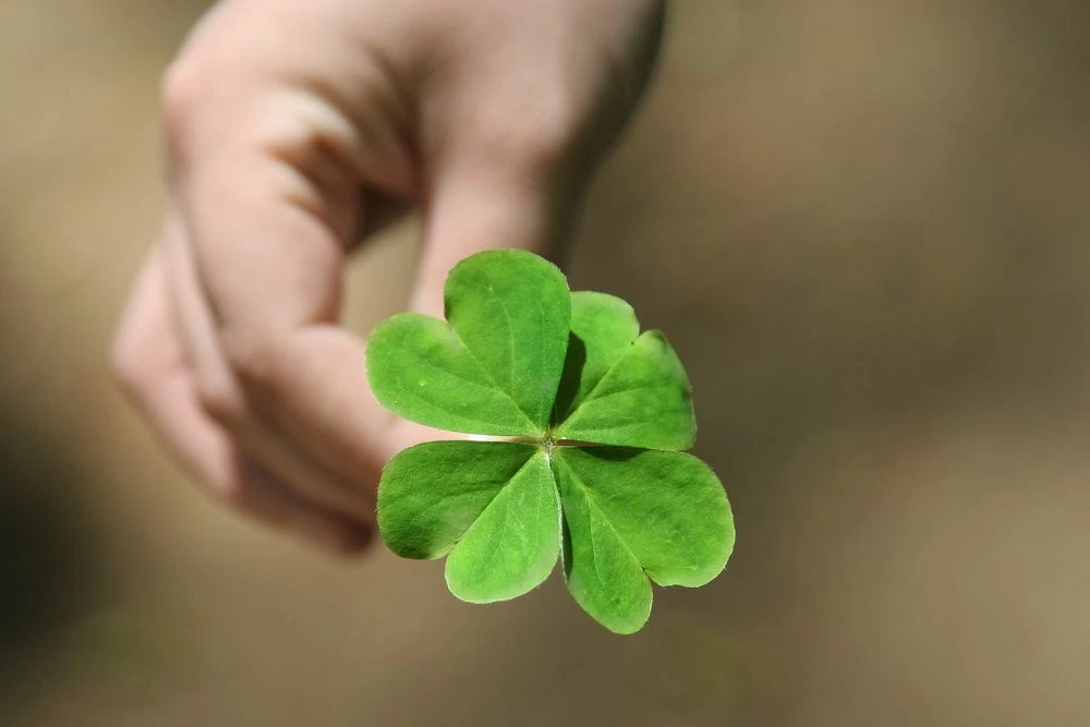 شبدر چهار برگ