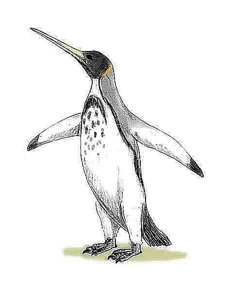 پنگوئن غول‌پیکر