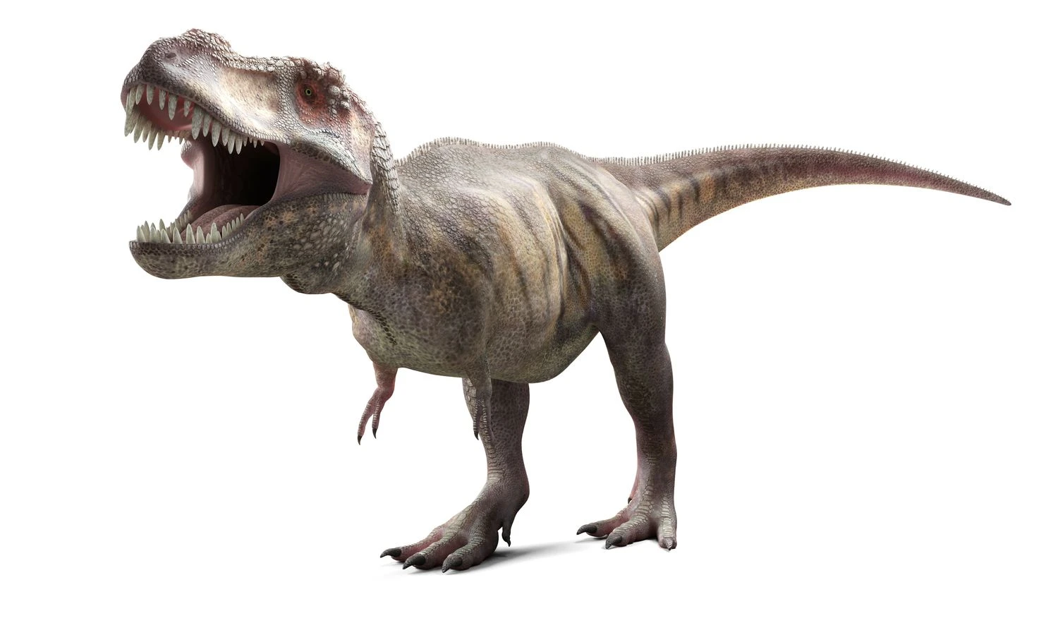 تصویر دیجیتال از T-Rex.
