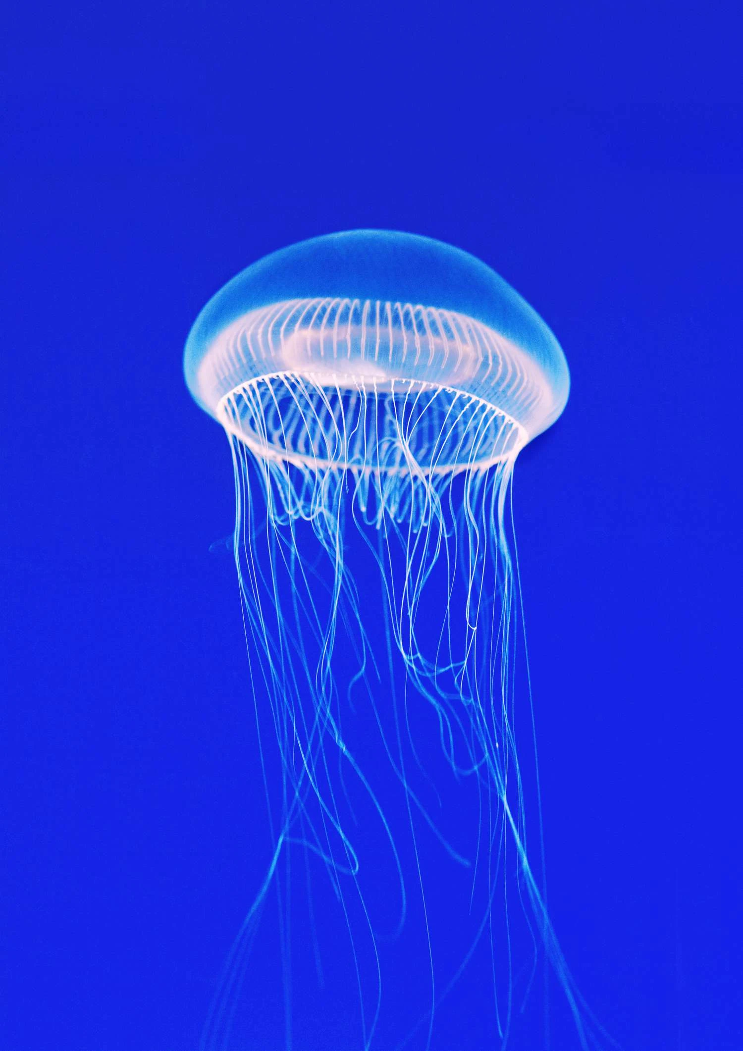 عروس دریایی کریستالی، Aequorea victoria، منبع اصلی پروتئین فلورسنت سبز است.