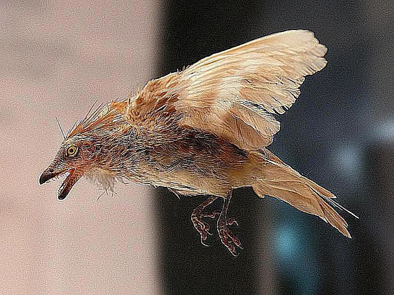 ایبرومزوزورنیس