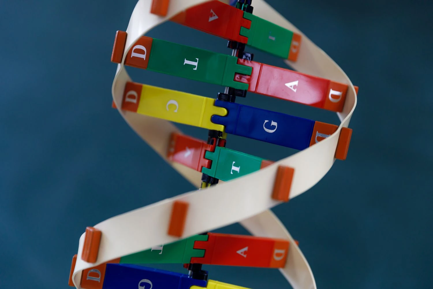 مدل DNA