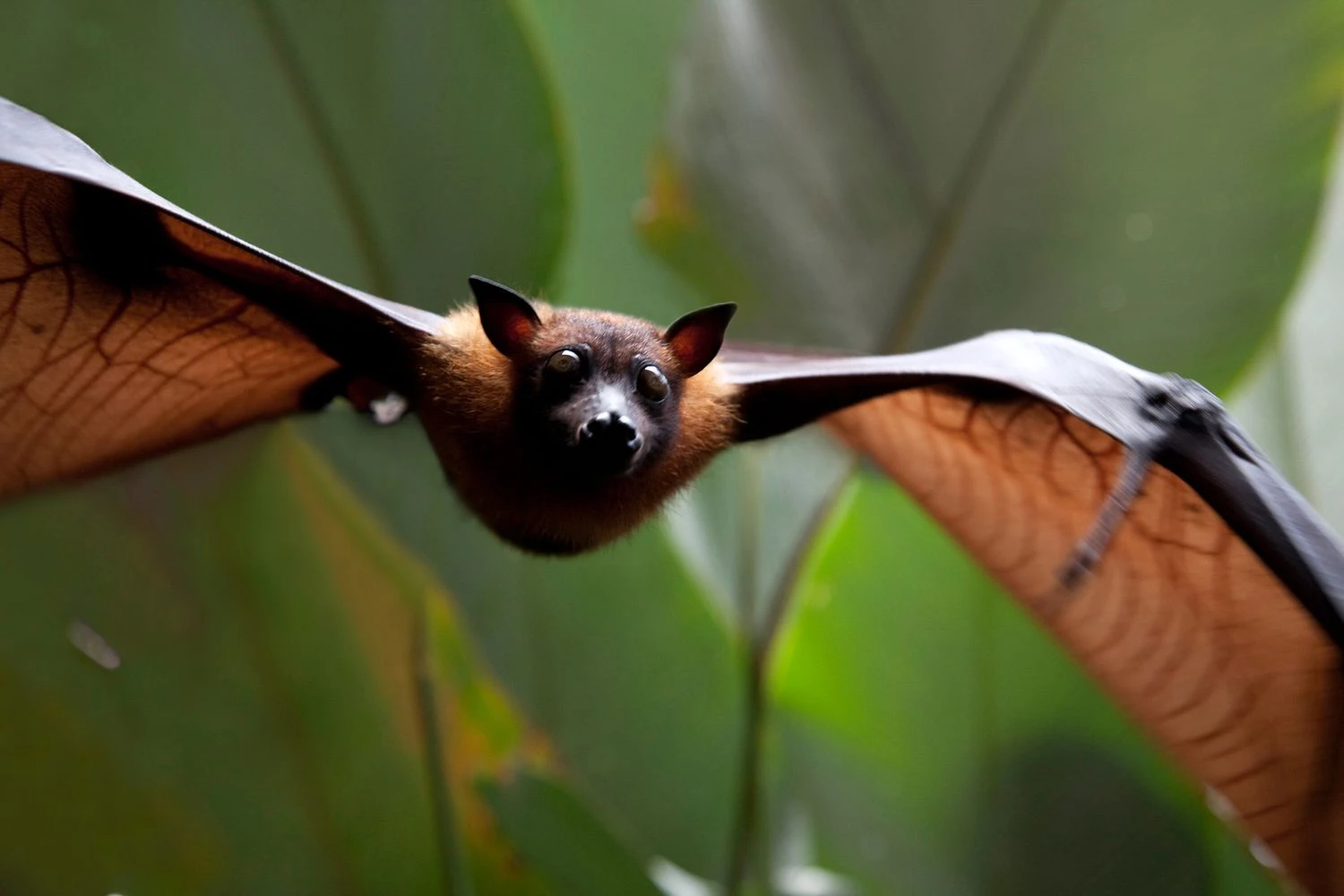 خفاش میوه‌خوار: Megachiroptera