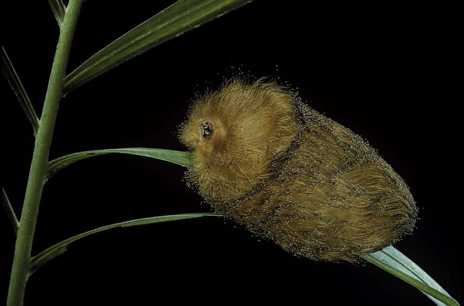 تصویری از کرم گربه‌ای