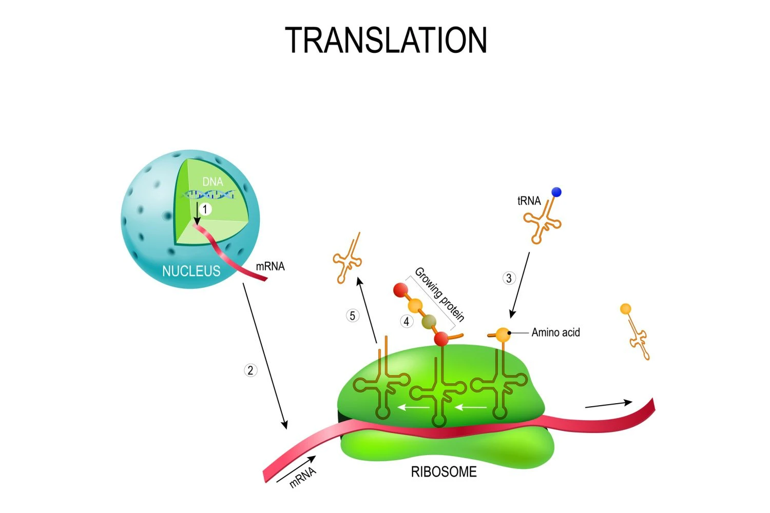 شماره 1: سنتز mRNA از DNA در هسته. 2 ریبوزوم mRNA را رمزگشایی می کند با اتصال توالی های آنتی کدون tRNA مکمل به کدون های mRNA. 3-5 ریبوزوم پروتئین ها را در سیتوپلاسم سنتز می کنند.