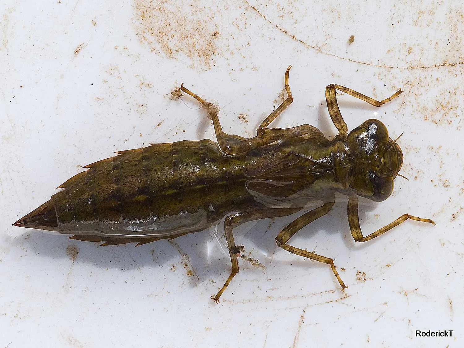 لارو سنجاقک