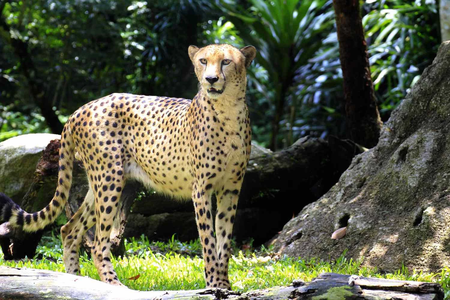 یوز دارای بدنی کشیده و آئرودینامیک است.