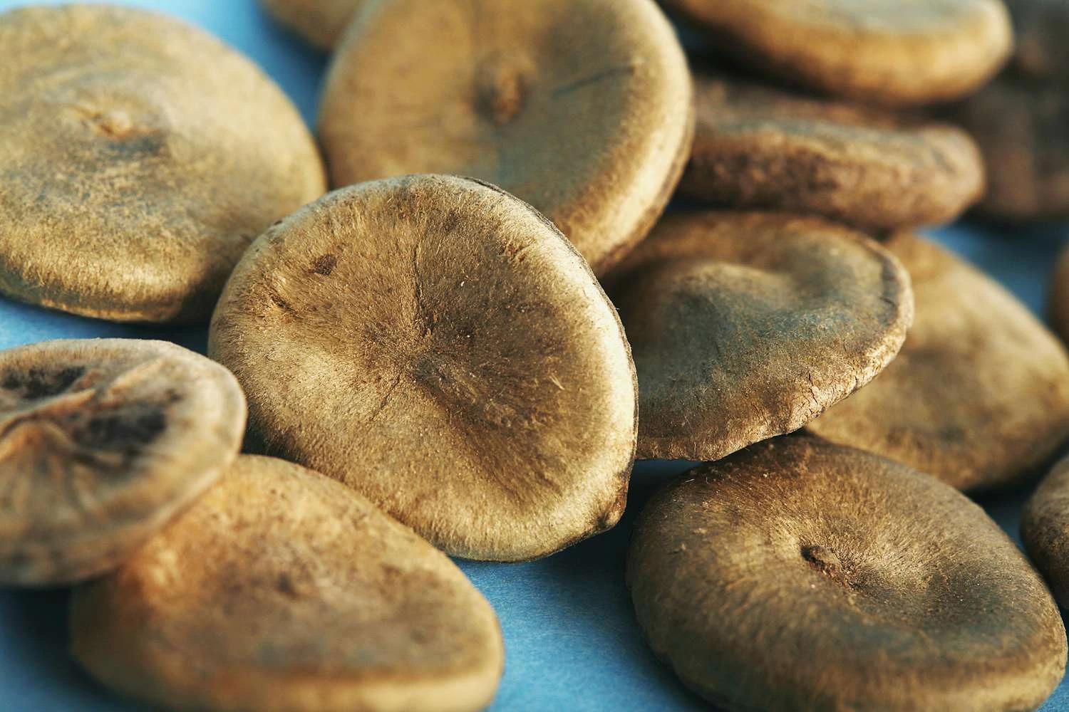 Nux Vomica همچنین به عنوان درخت استریکنین شناخته می شود. دانه های آن منبع عمده آلکالوئیدهای سمی استریکنین و برسین هستند.