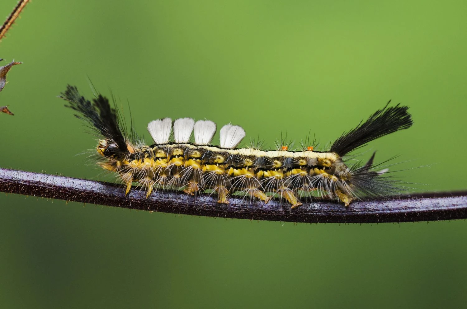 تصویری از کرم شب‌پره توت‌فرنگی سفیدنشان