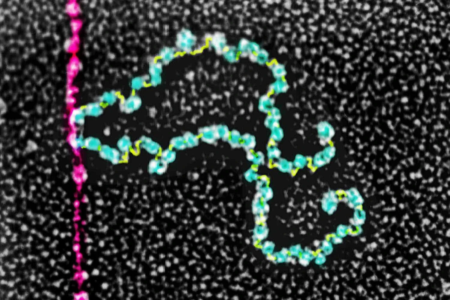 میکروگراف الکترونی عبوری رنگی اسید دئوکسی ریبونوکلئیک، (DNA صورتی)، رونویسی همراه با ترجمه در باکتری اشریشیا کلی.