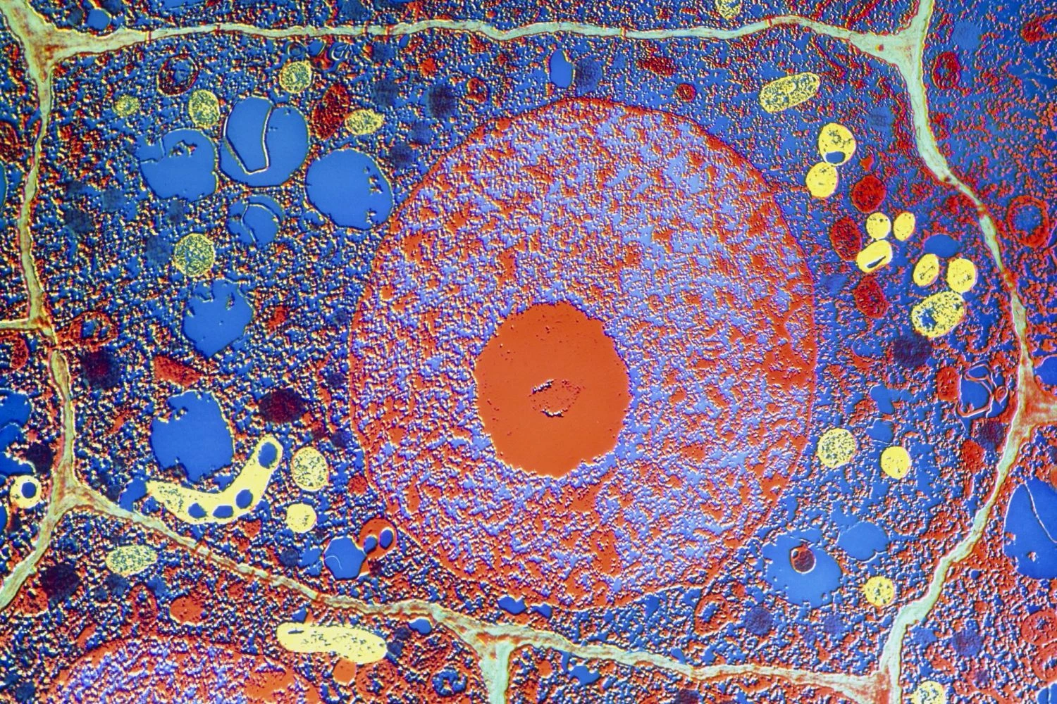 عملکرد دیواره سلولی گیاهی